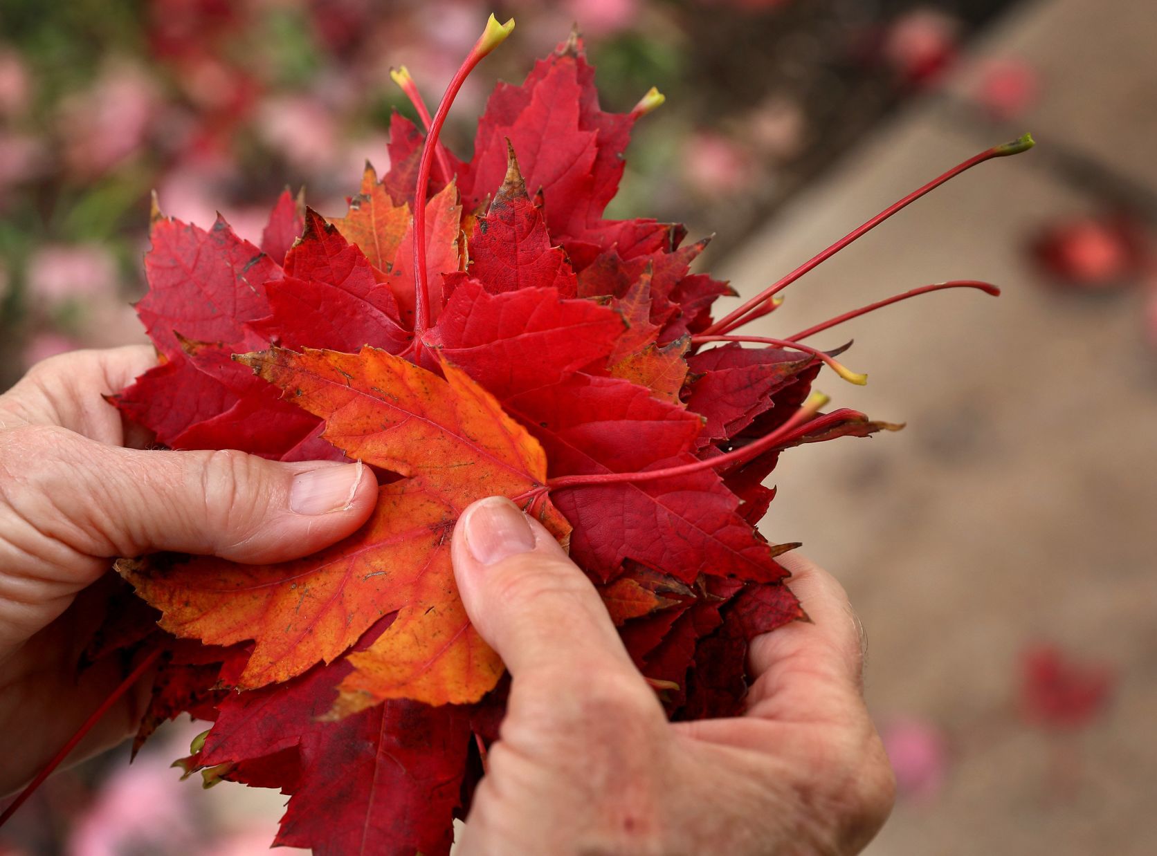 Fall color around St. Louis